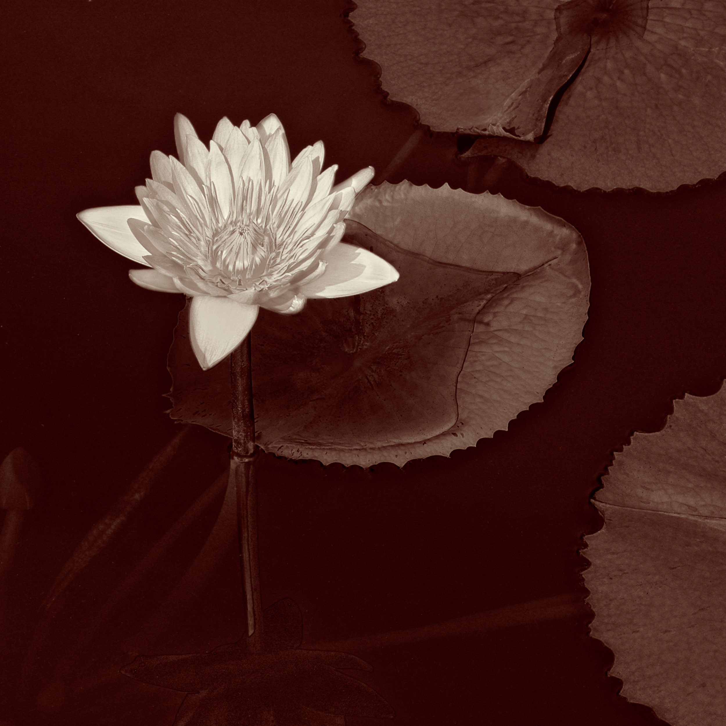 Flower Lily Pads Roger W Dormann Fine Art Photographer