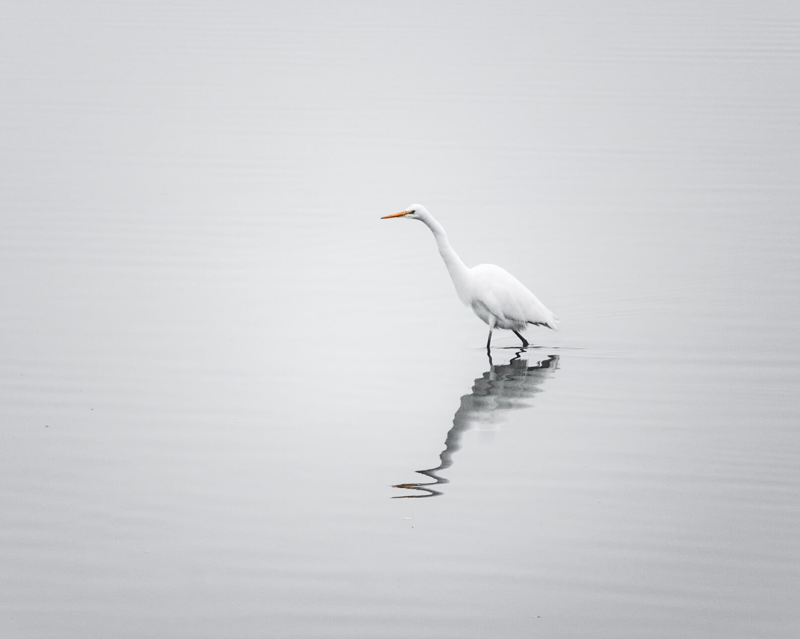 White bird wading through water