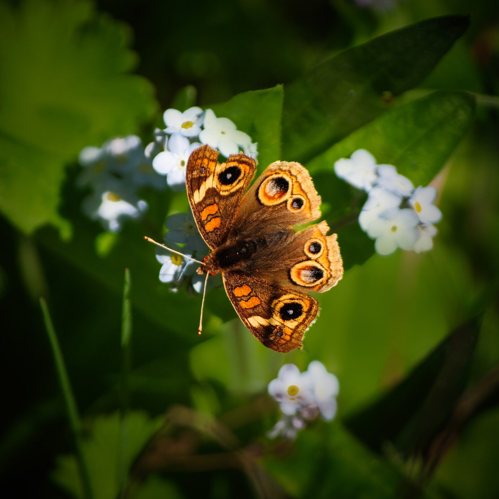 Butterfly on flower