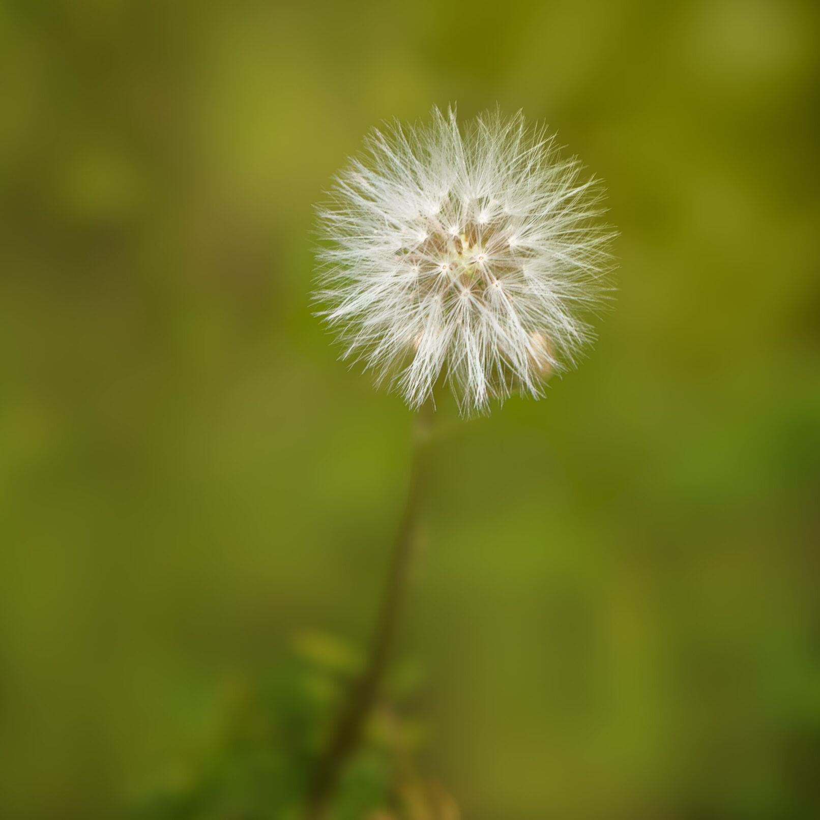 Dandelion