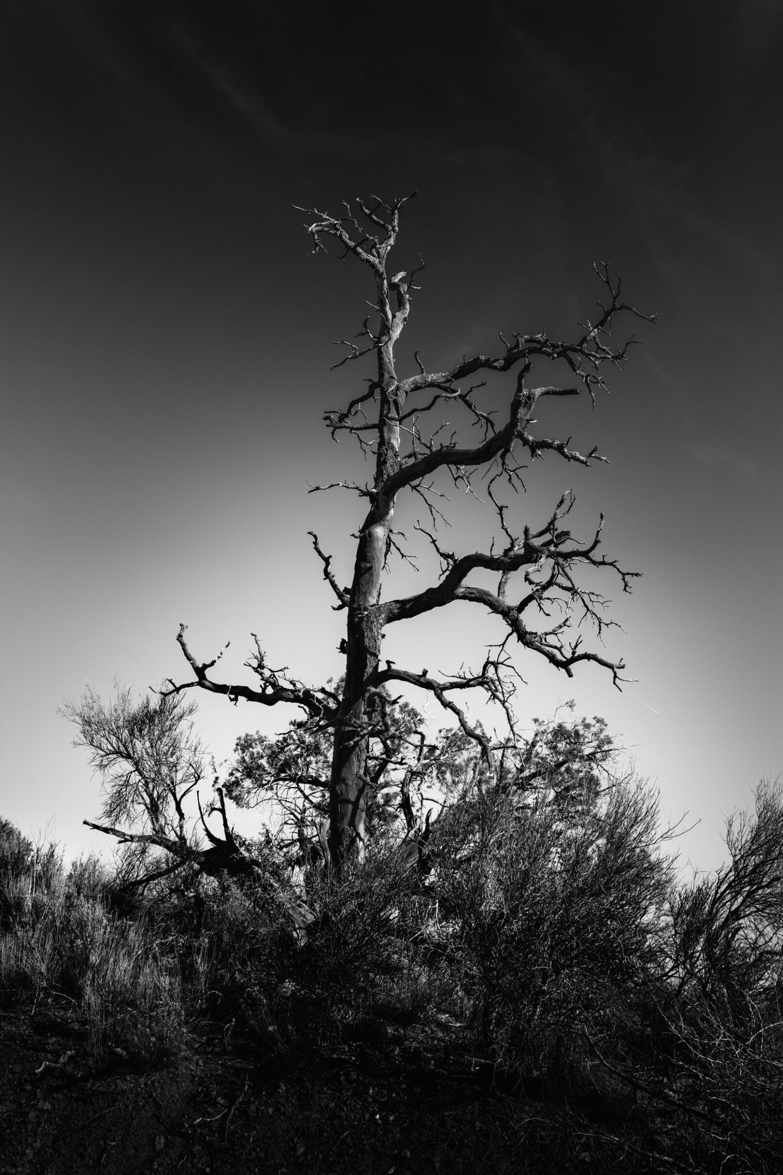 Dead tree