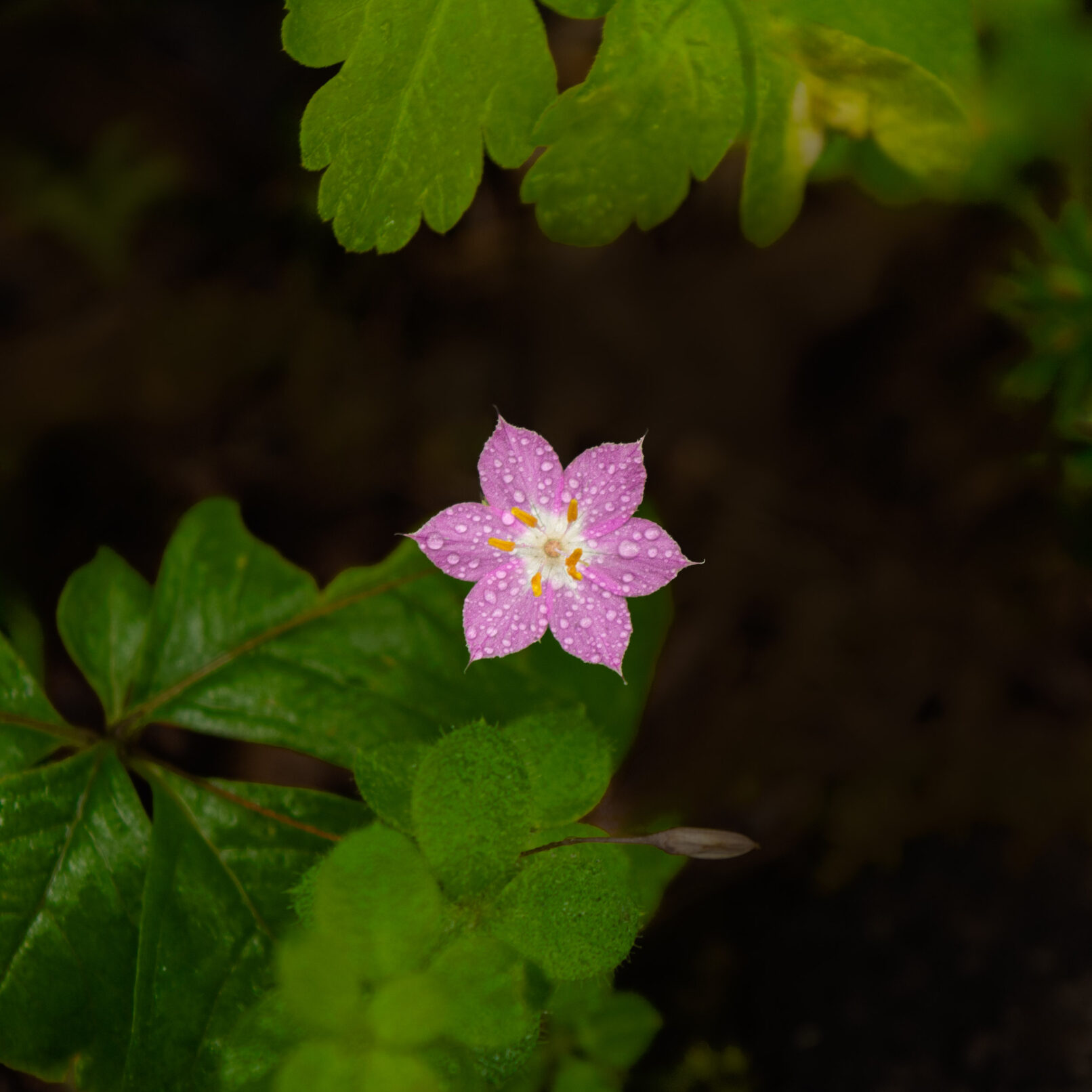 Pink flower