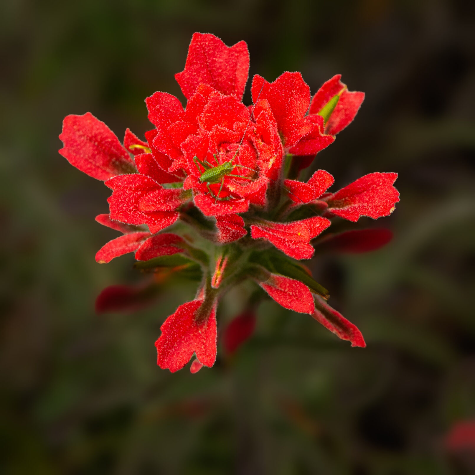 Red flower with bug