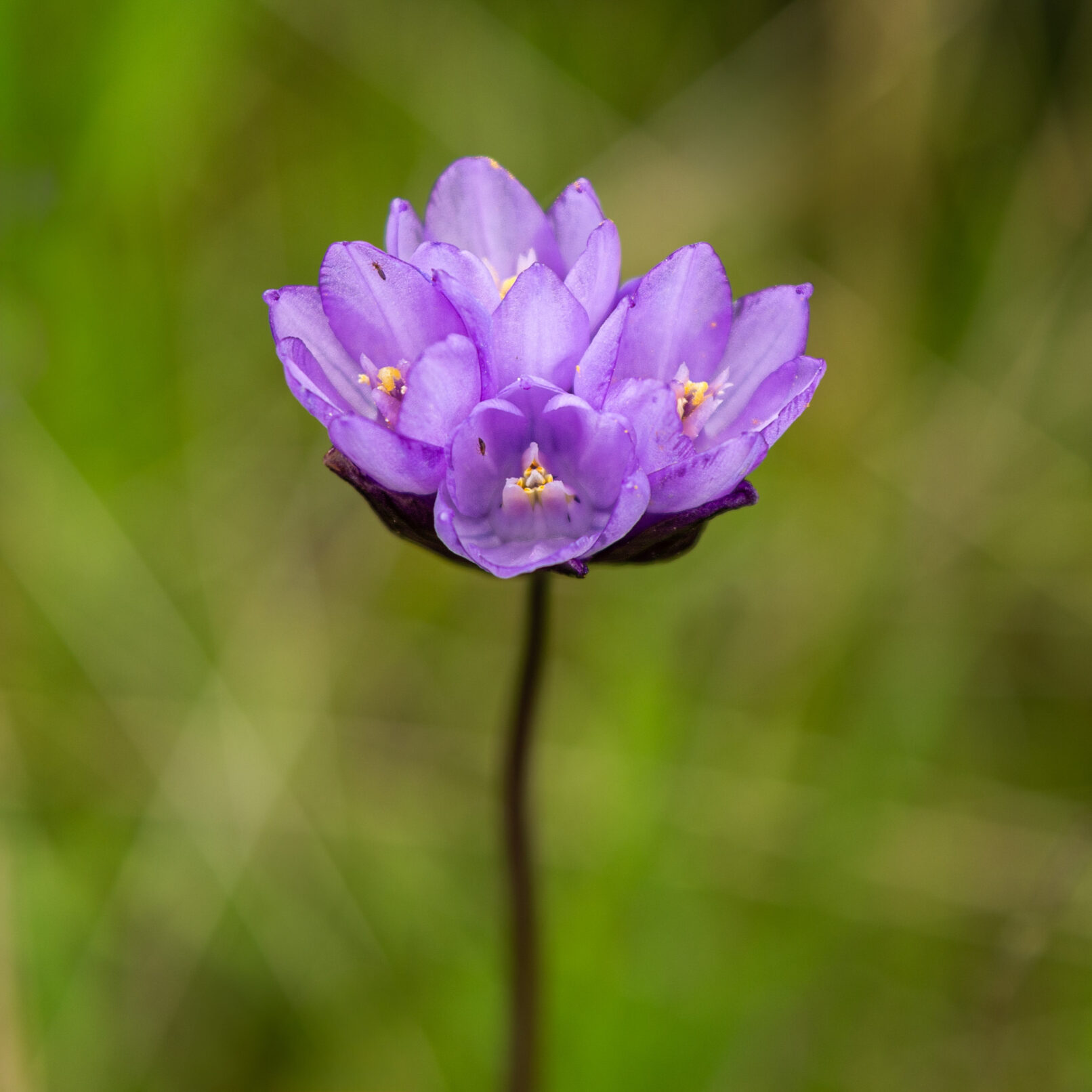 Violet flower