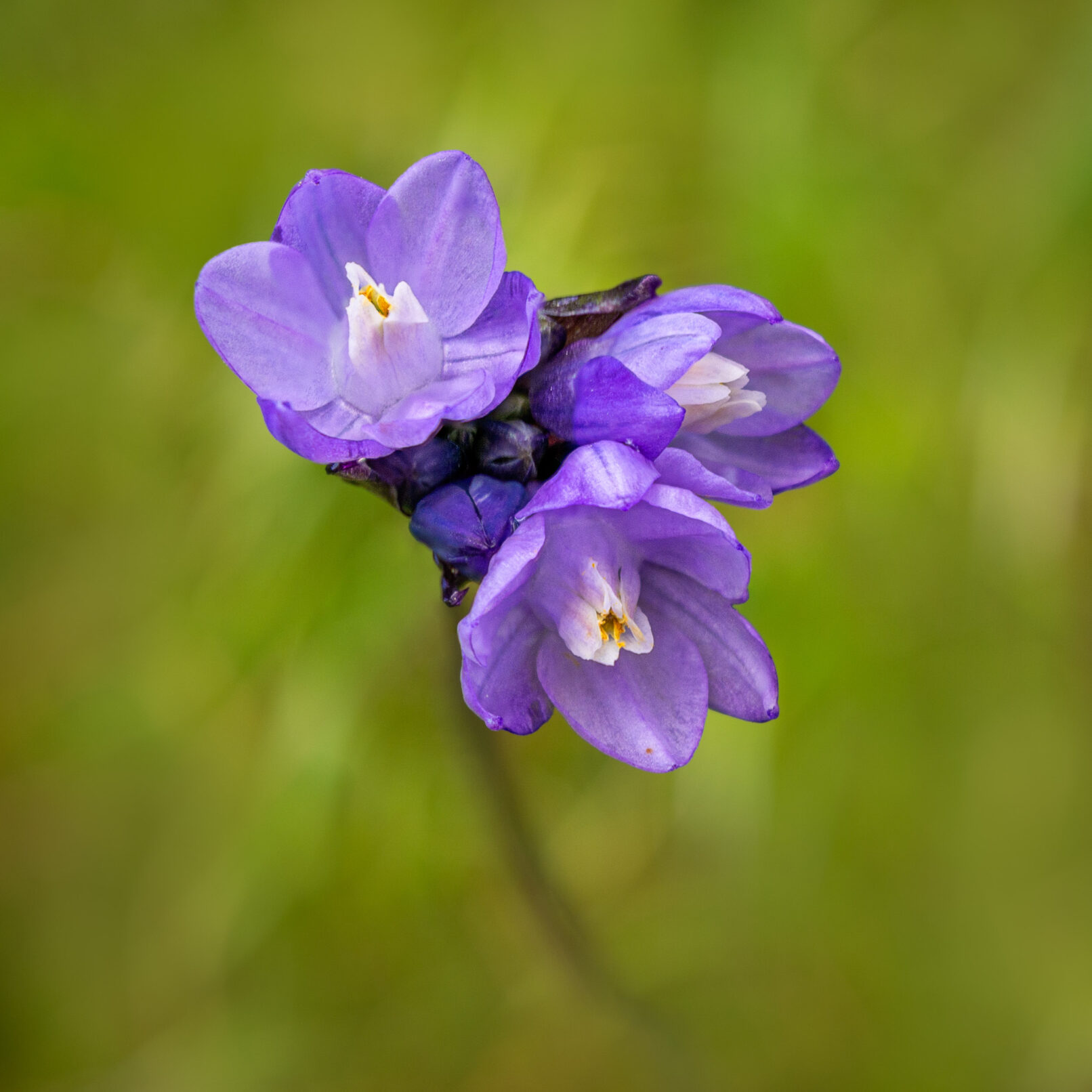 Violet flower