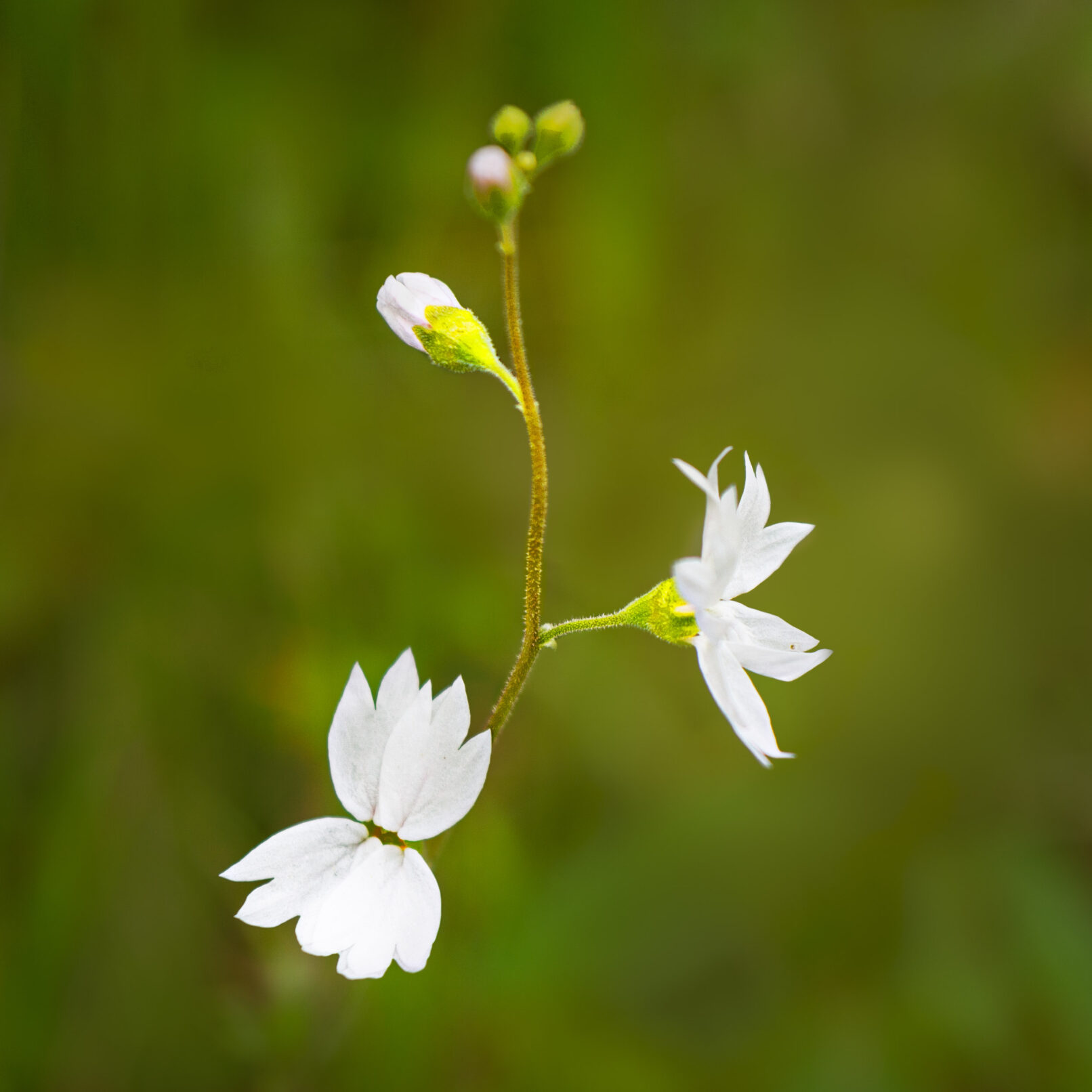 White flower