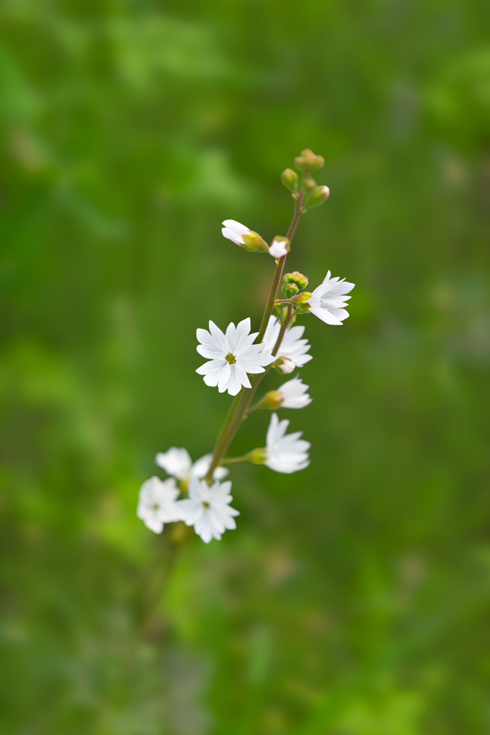 White flower