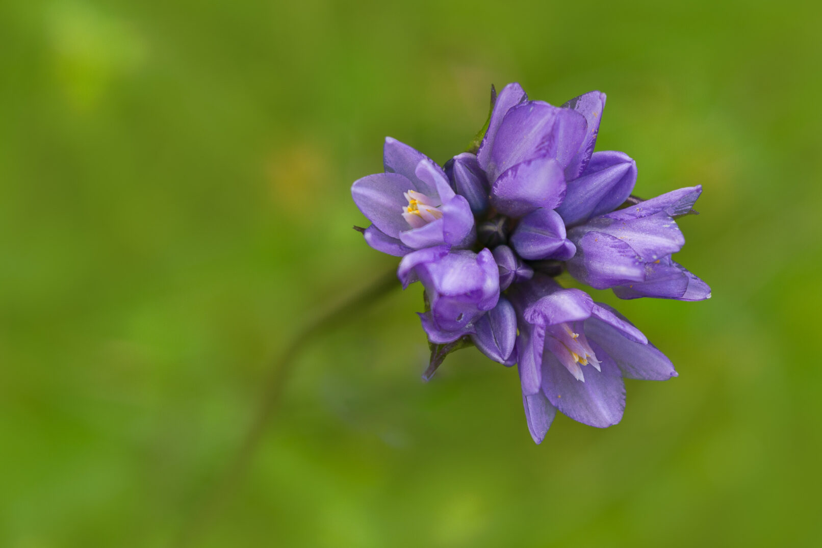 Violet flower