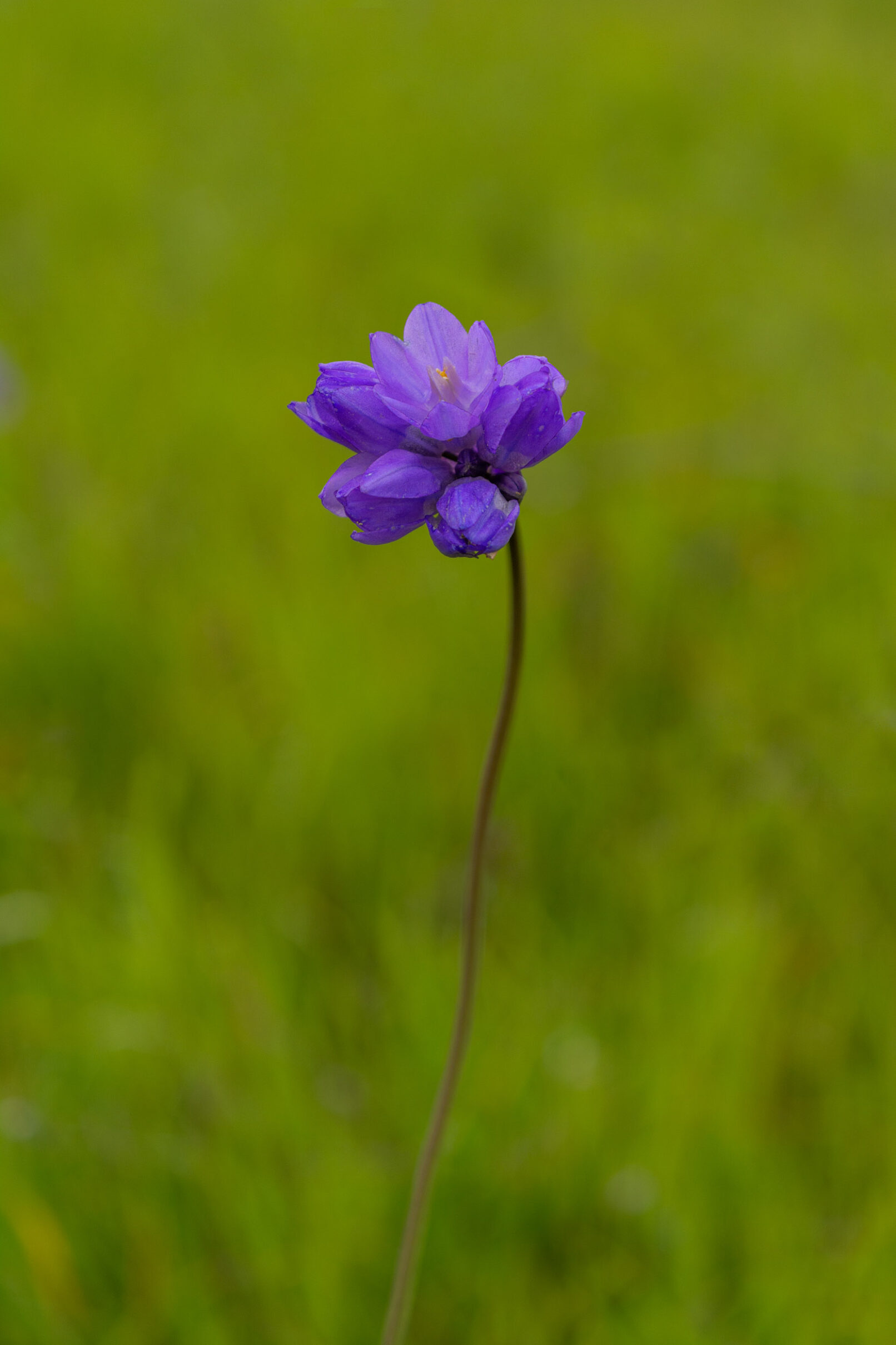 Violet flower