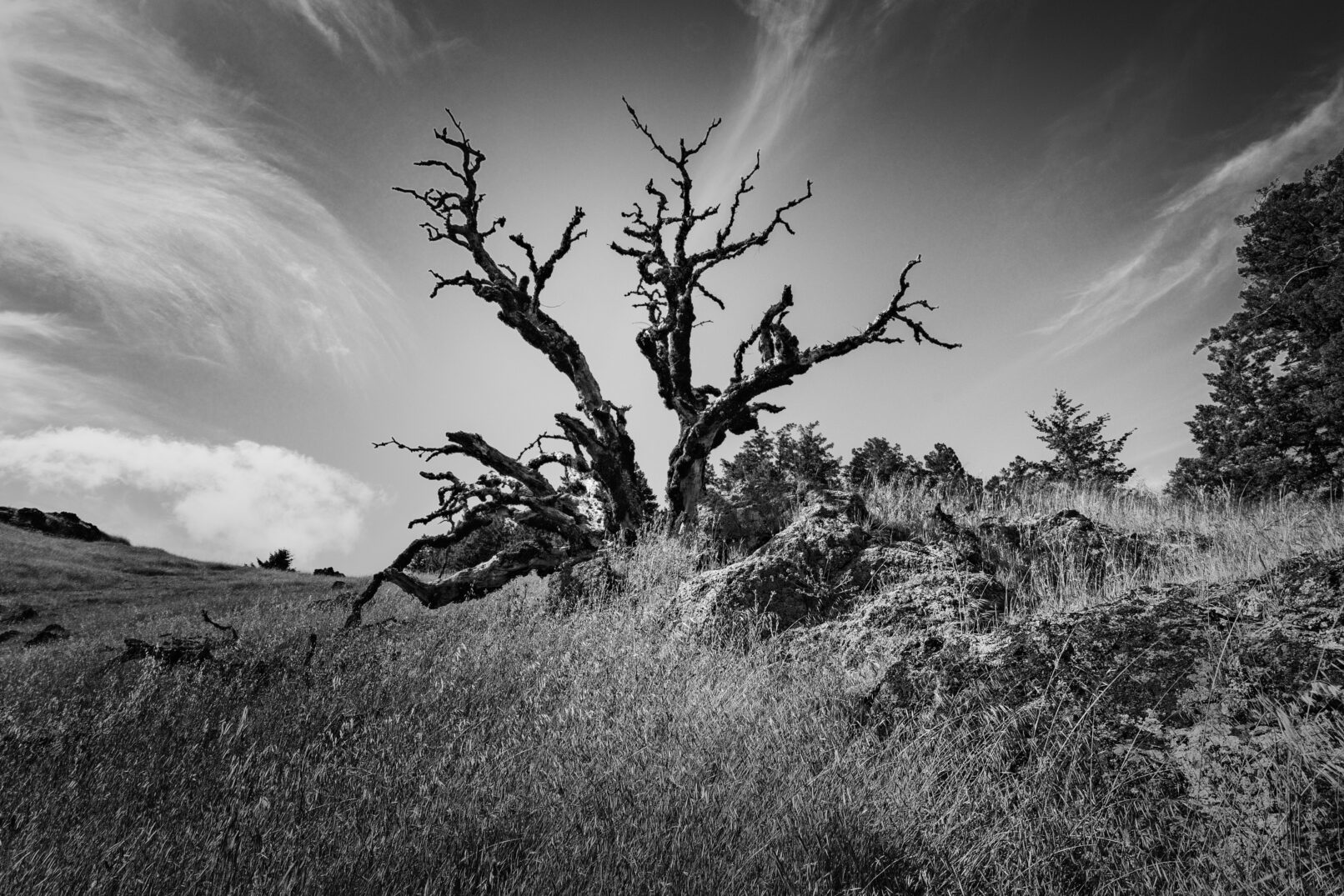 Dead tree at Mount Tamalpais, California