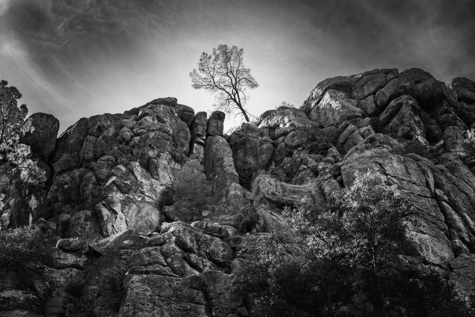 Tree on Cliff in Pinnacles National Park, California