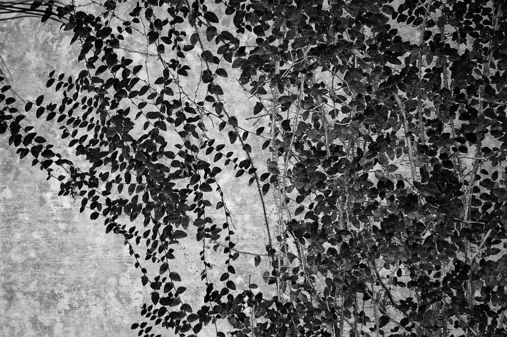 Leaves in front of concrete wall