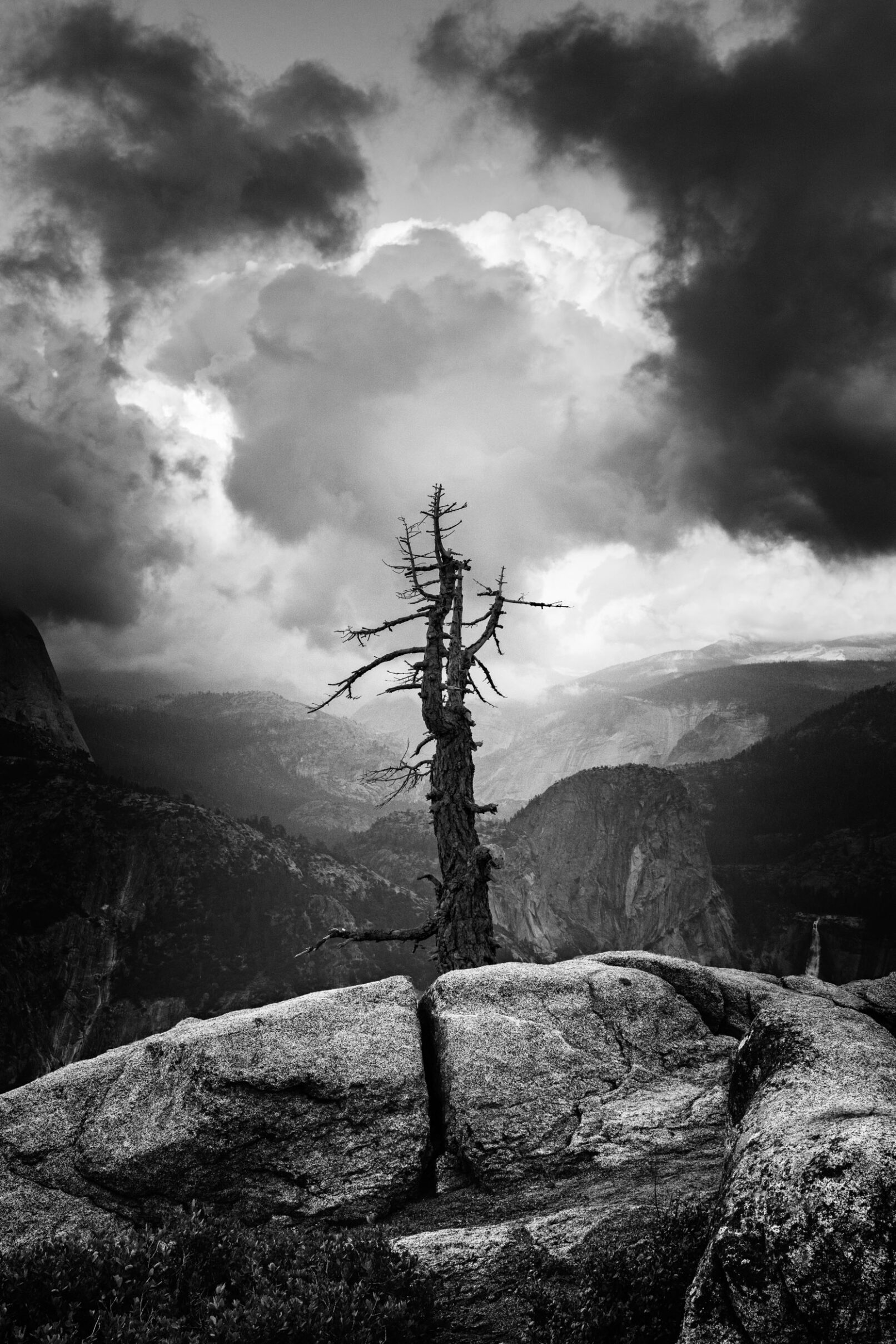 Yosemite dead tree on Hurricane Ridge