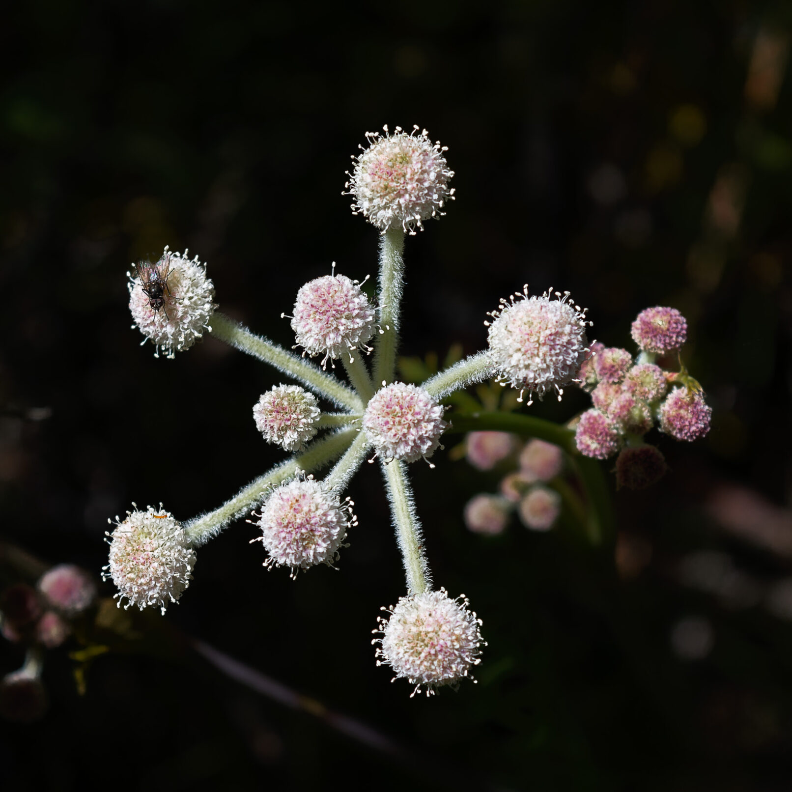 White flower with fly