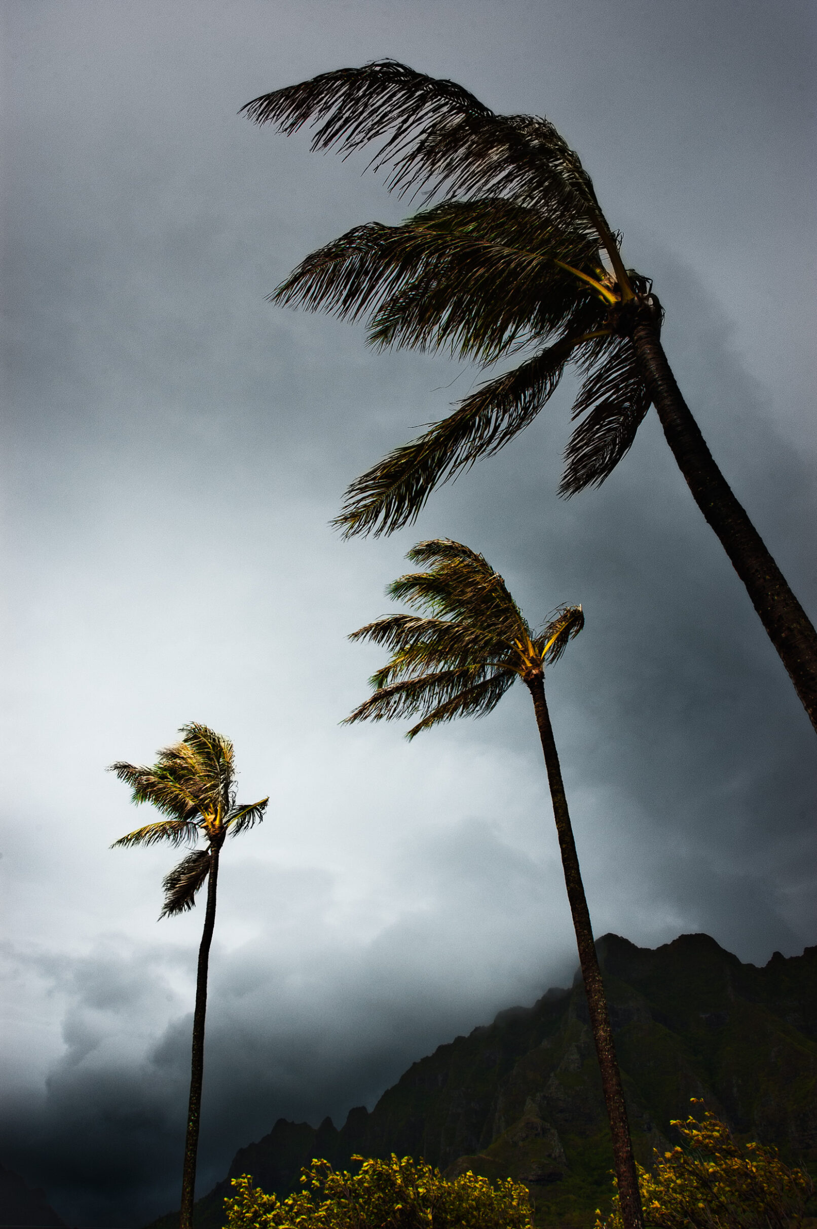 Hawaii palm trees in storm