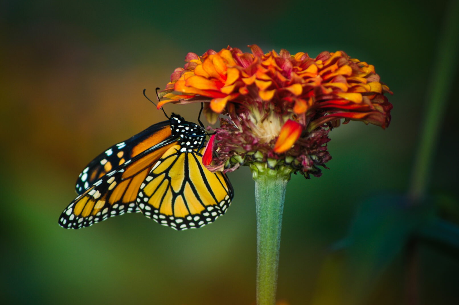 Butterfly on flower