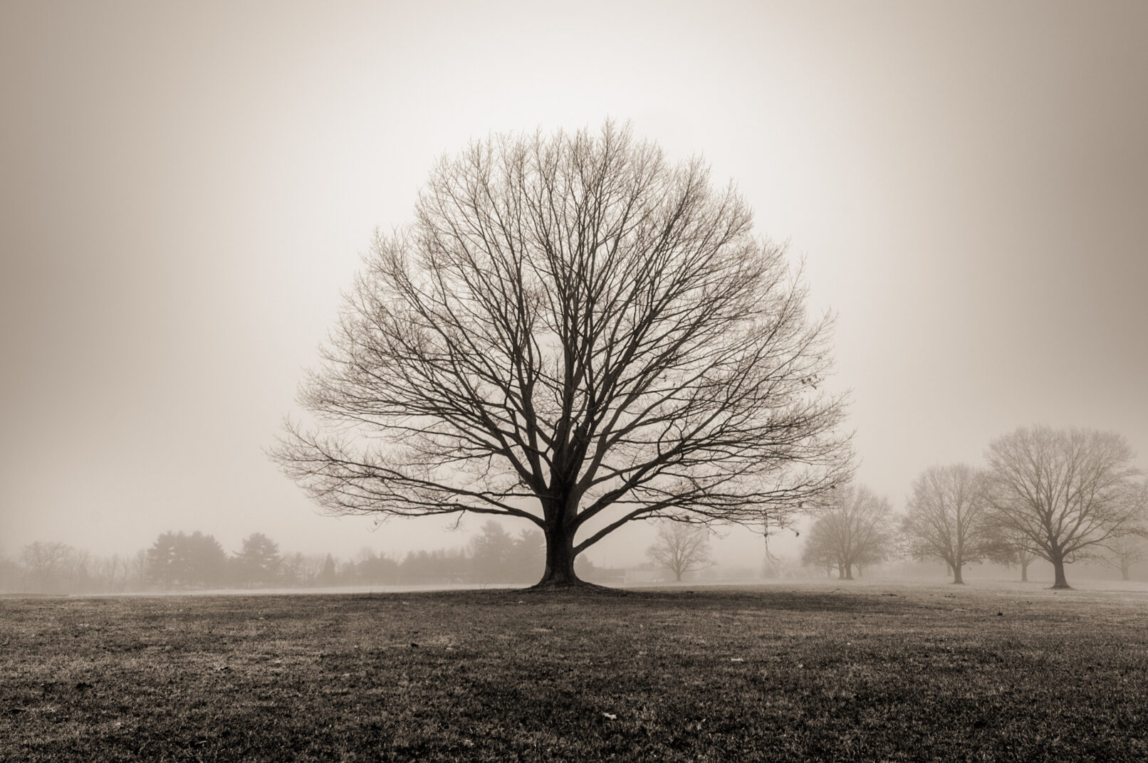 Bare tree in fog