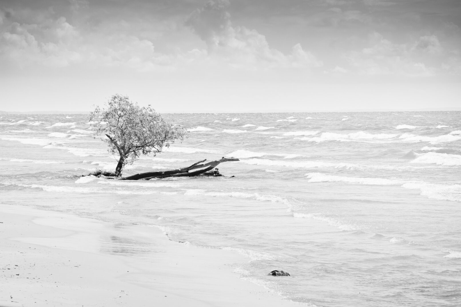 Tree on Lake Erir