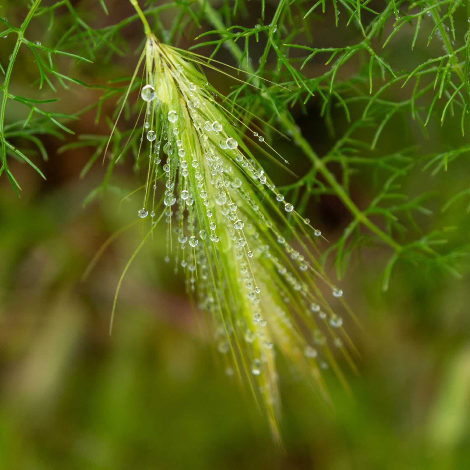 dew on leaf