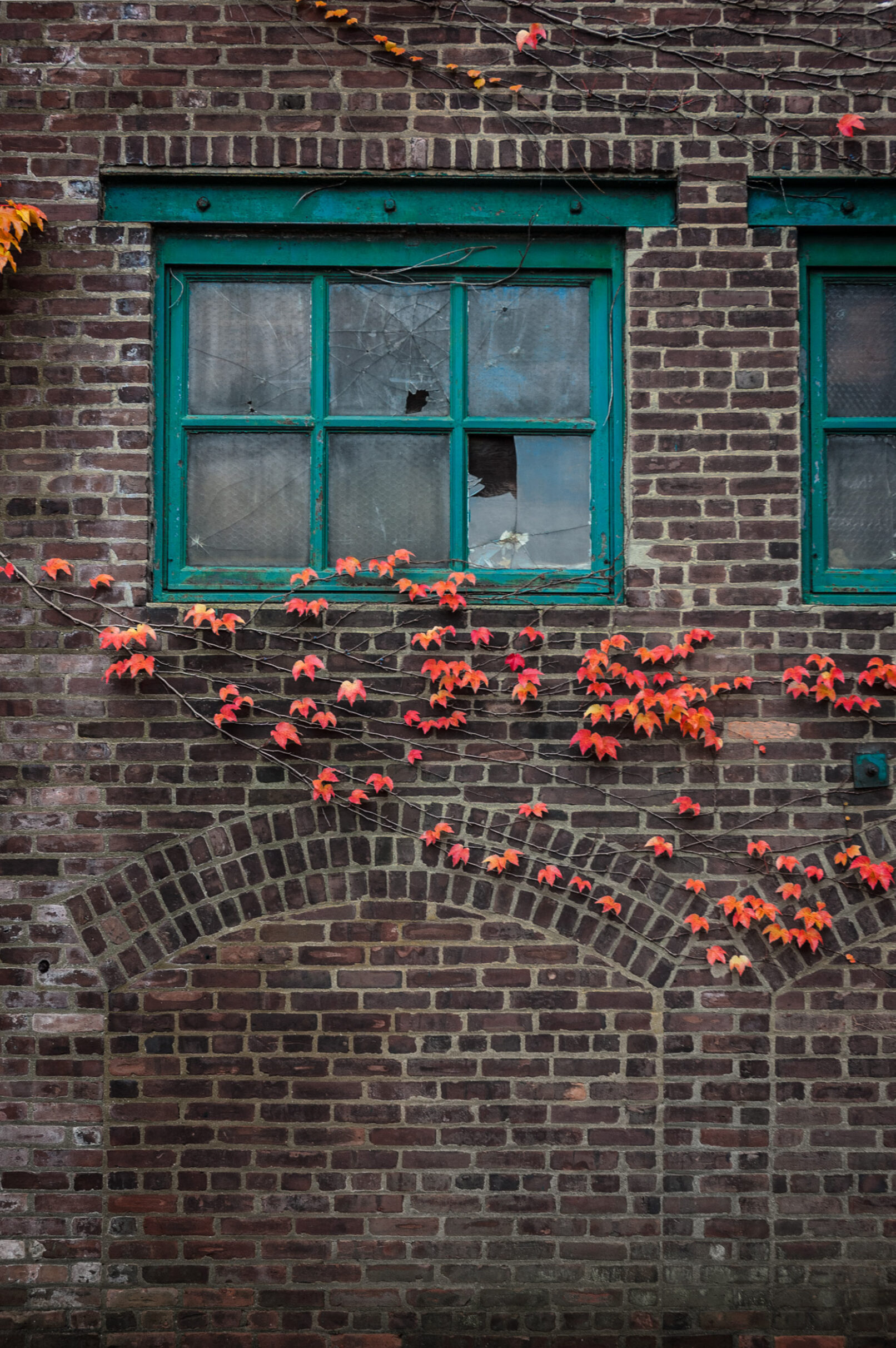 colored leaves on old building