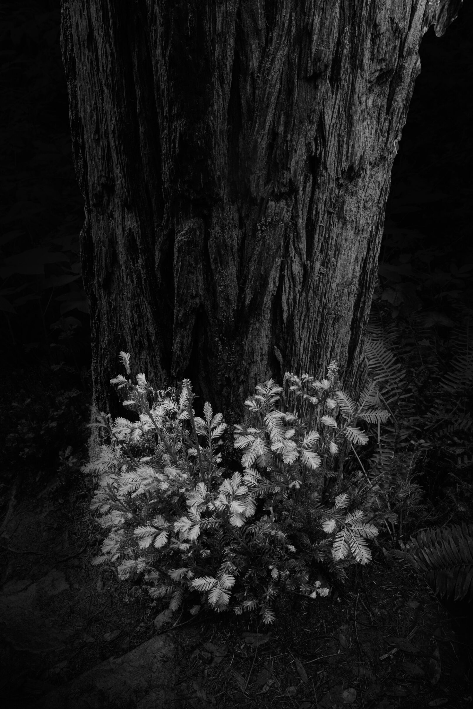 Tree with ferns