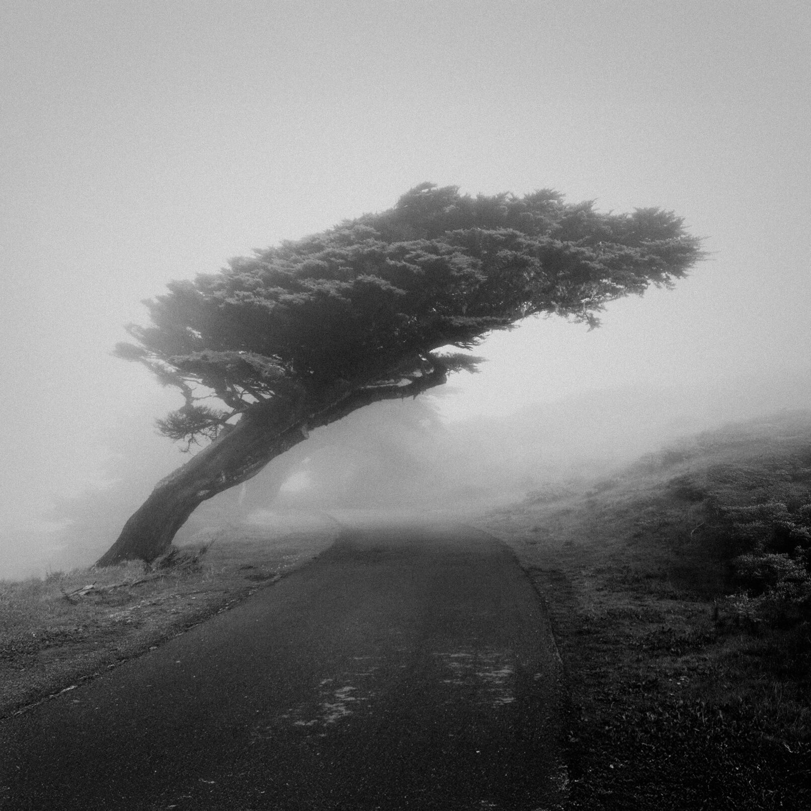 Tree in fog, Point Reyes