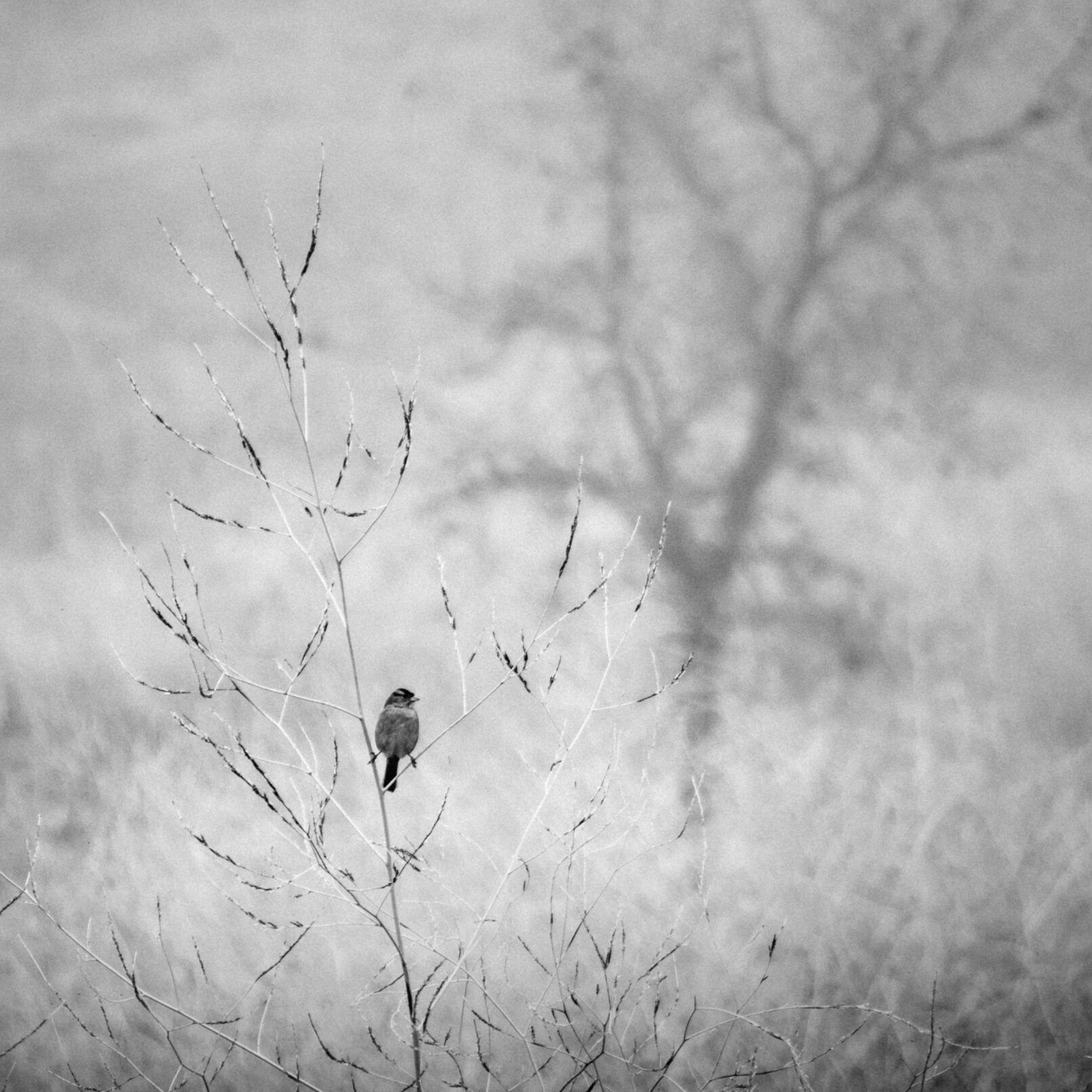 bird on stick