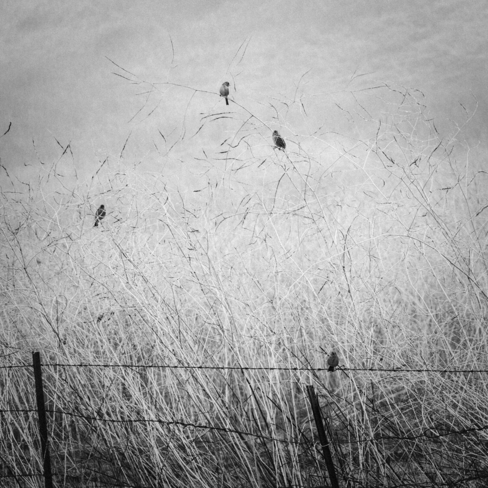 birds on sticks with barbed wire