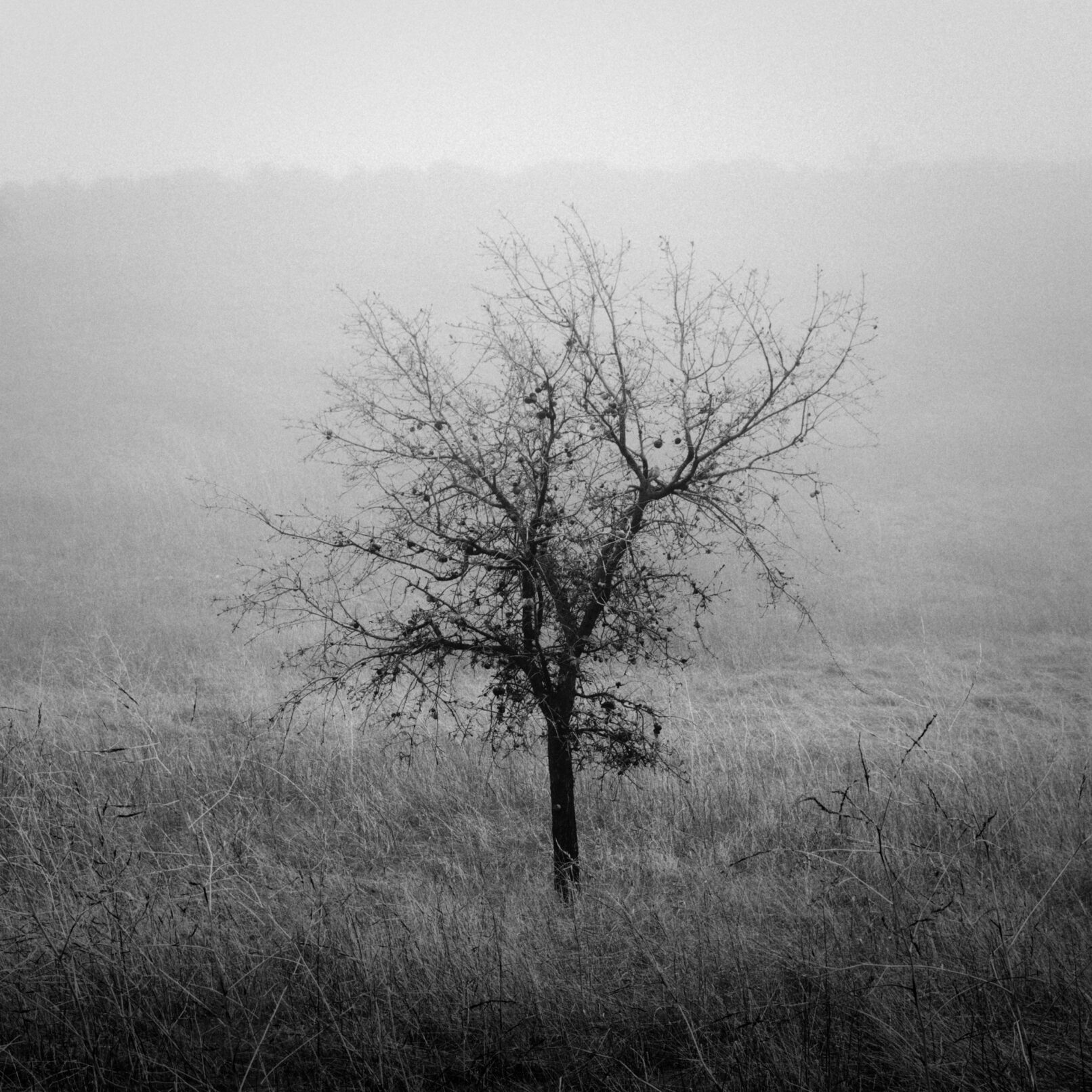 tree in fog