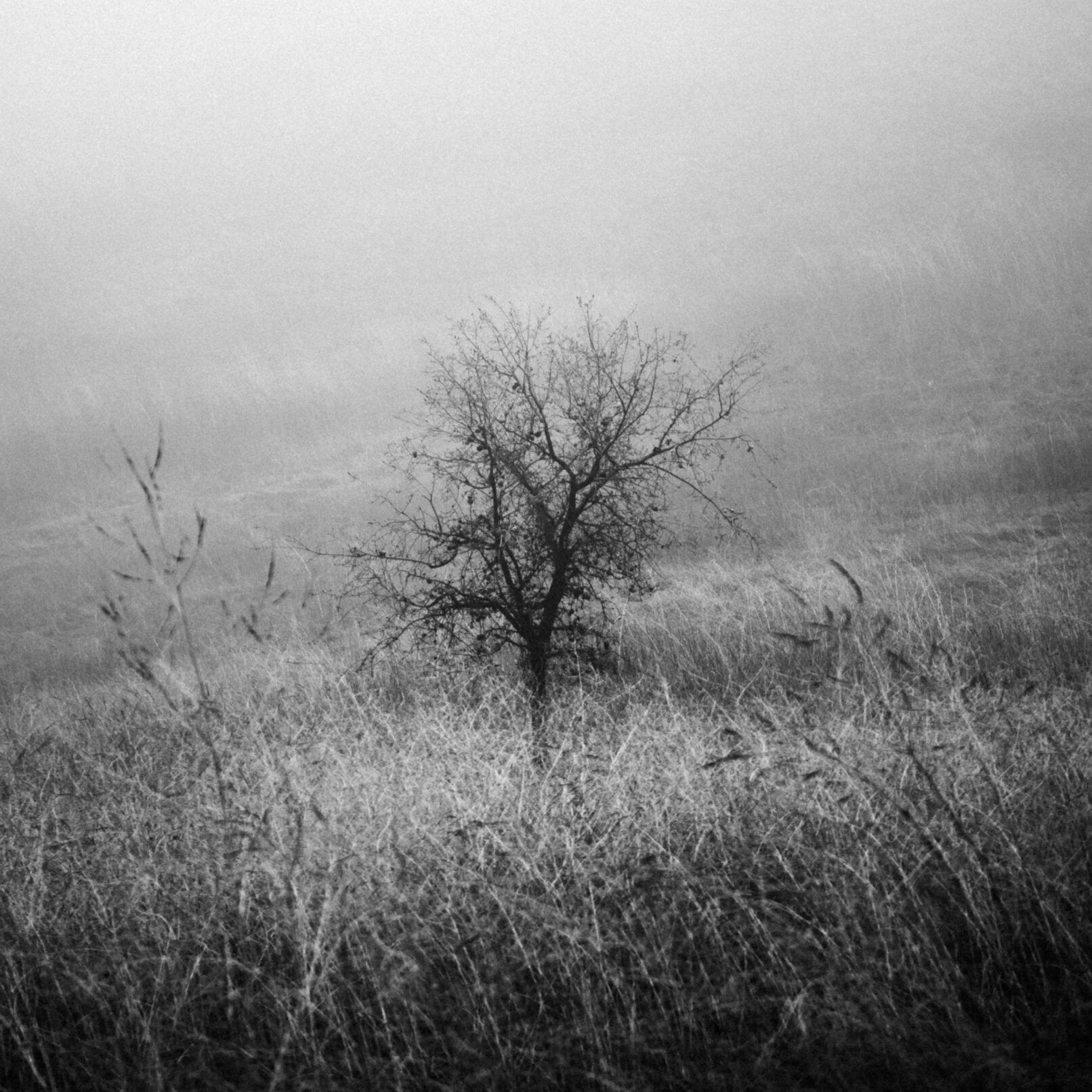 tree in fog