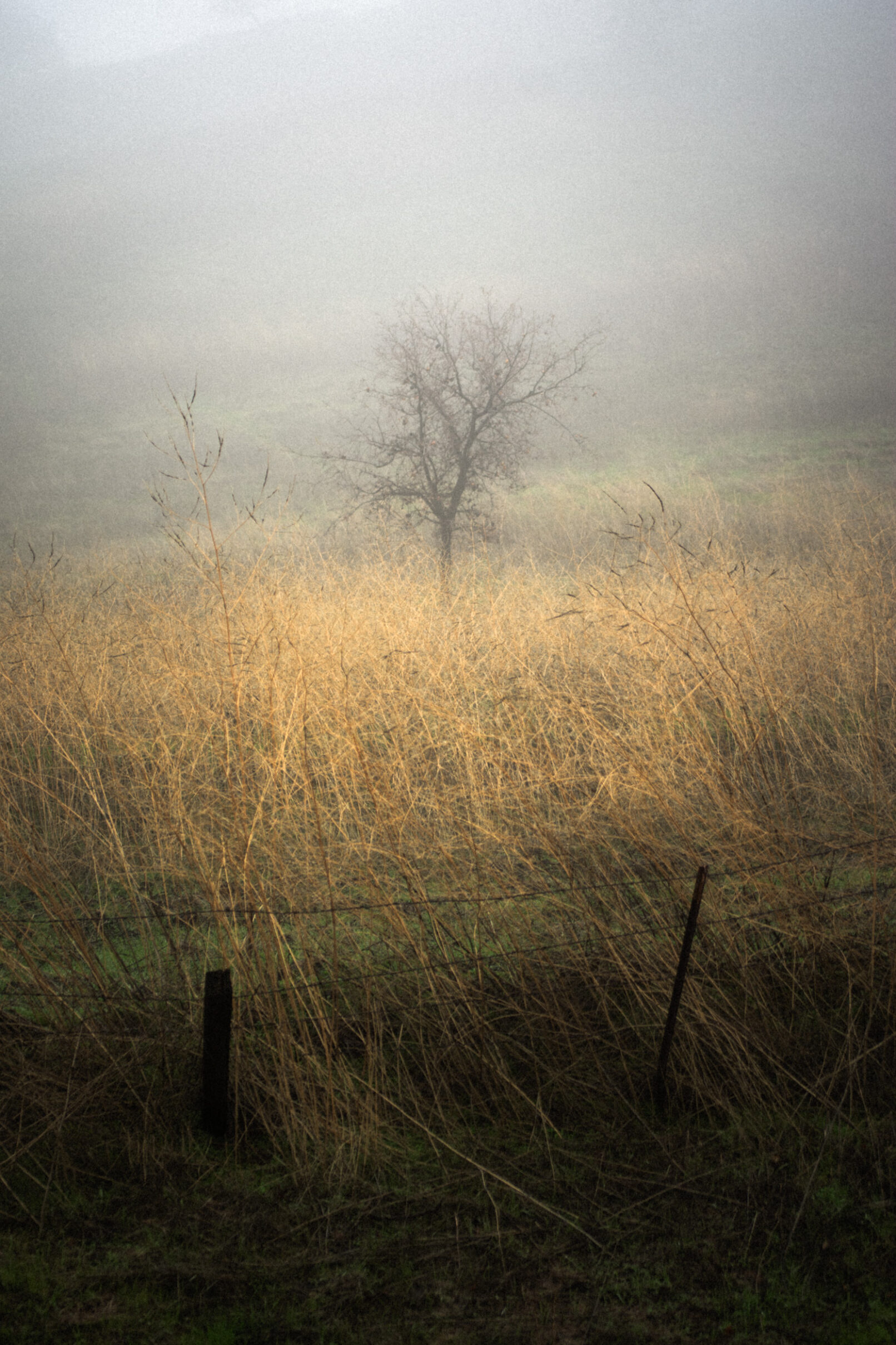 tree in fog with barbed wire