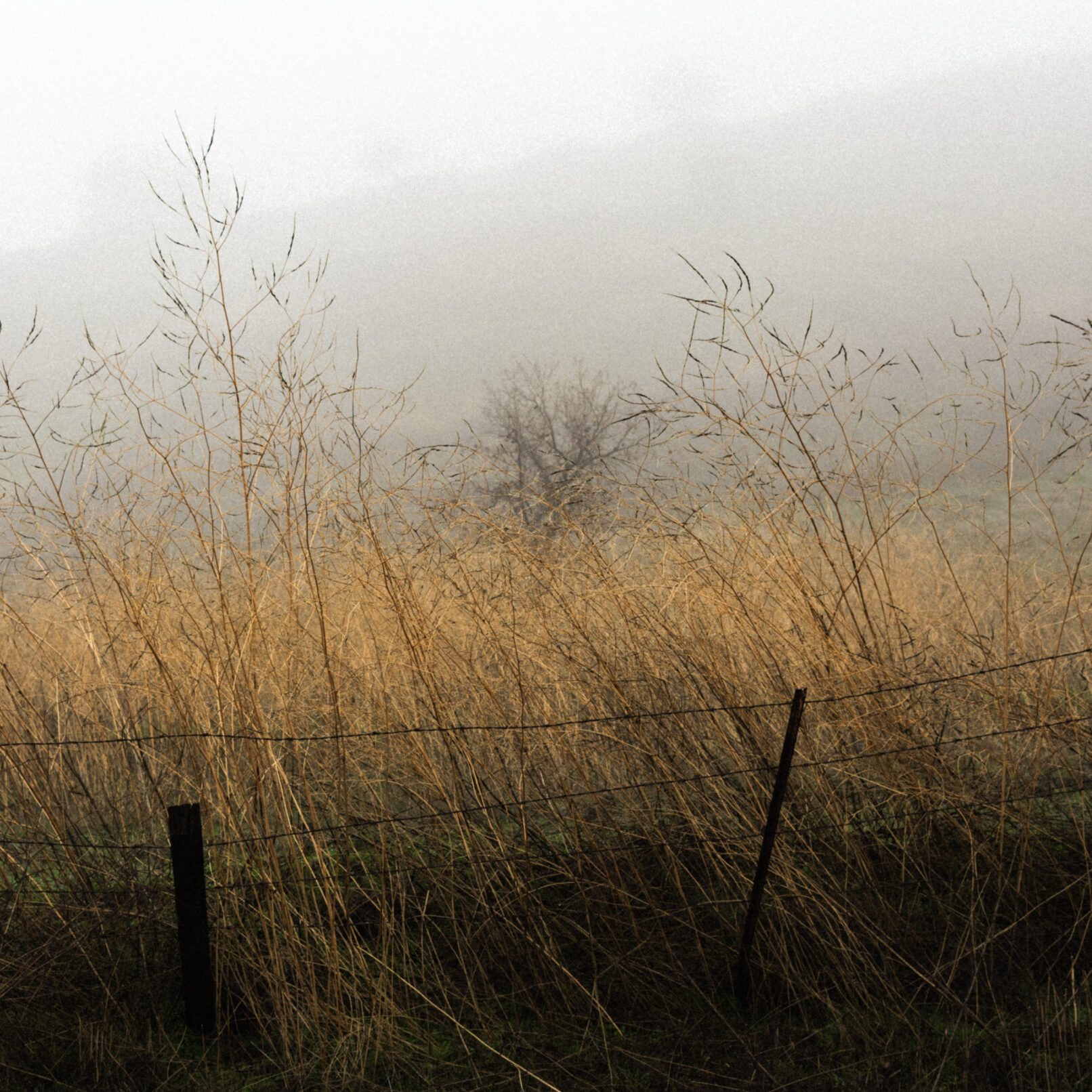 tree and brush in fog with barbed wire