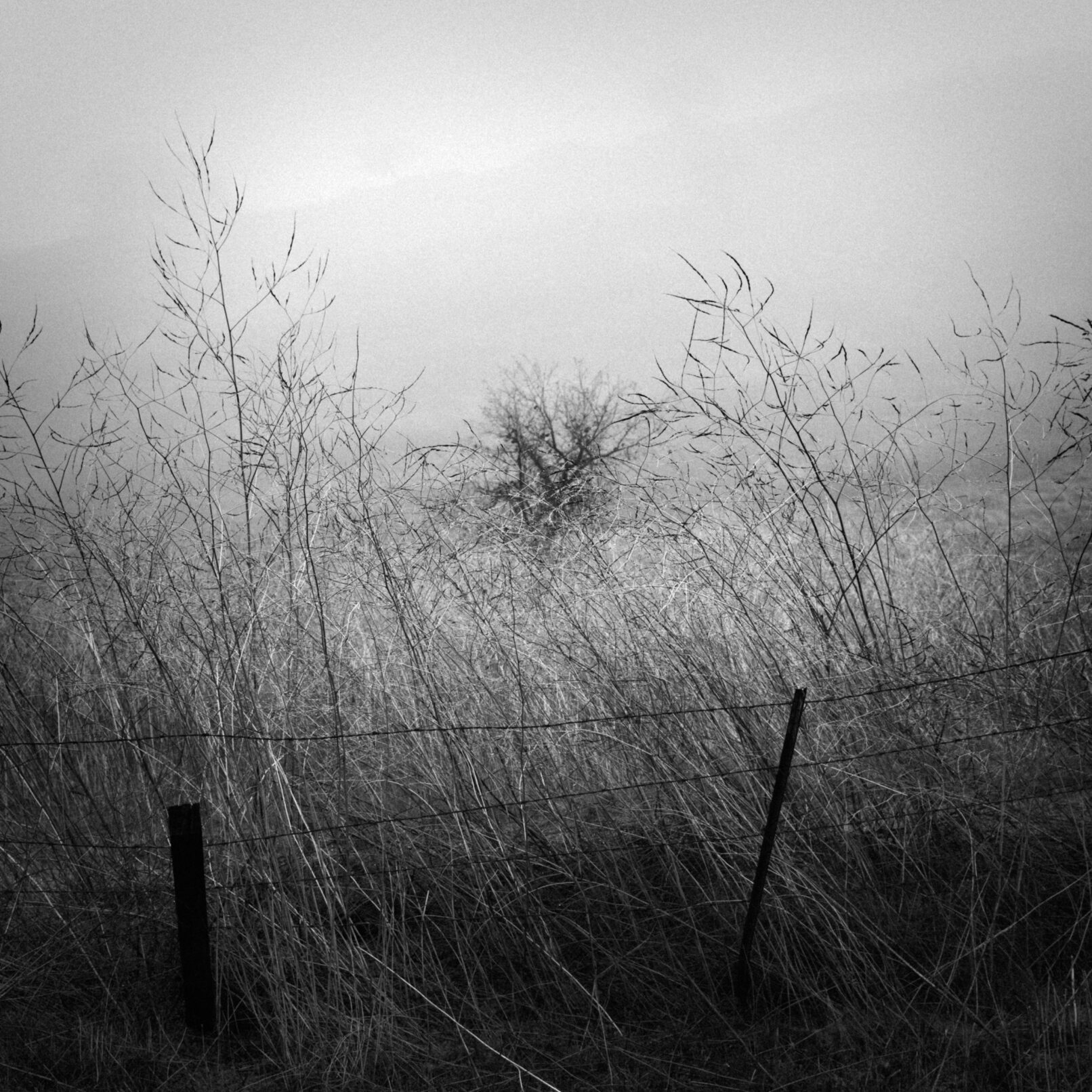 tree in fog with barbed wire