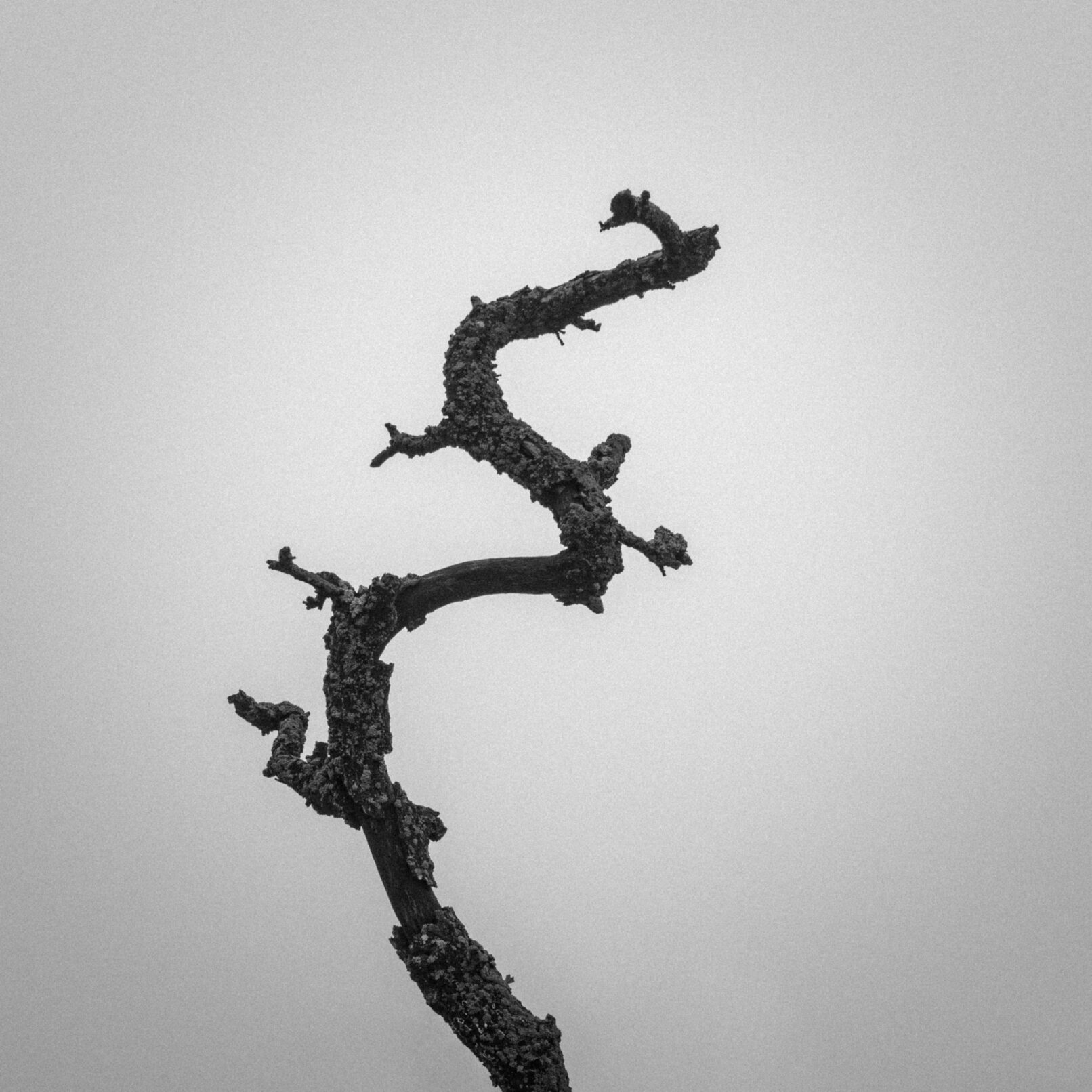 bare tree branch in fog