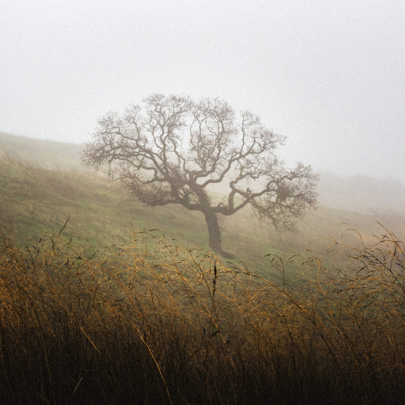 tree in fog