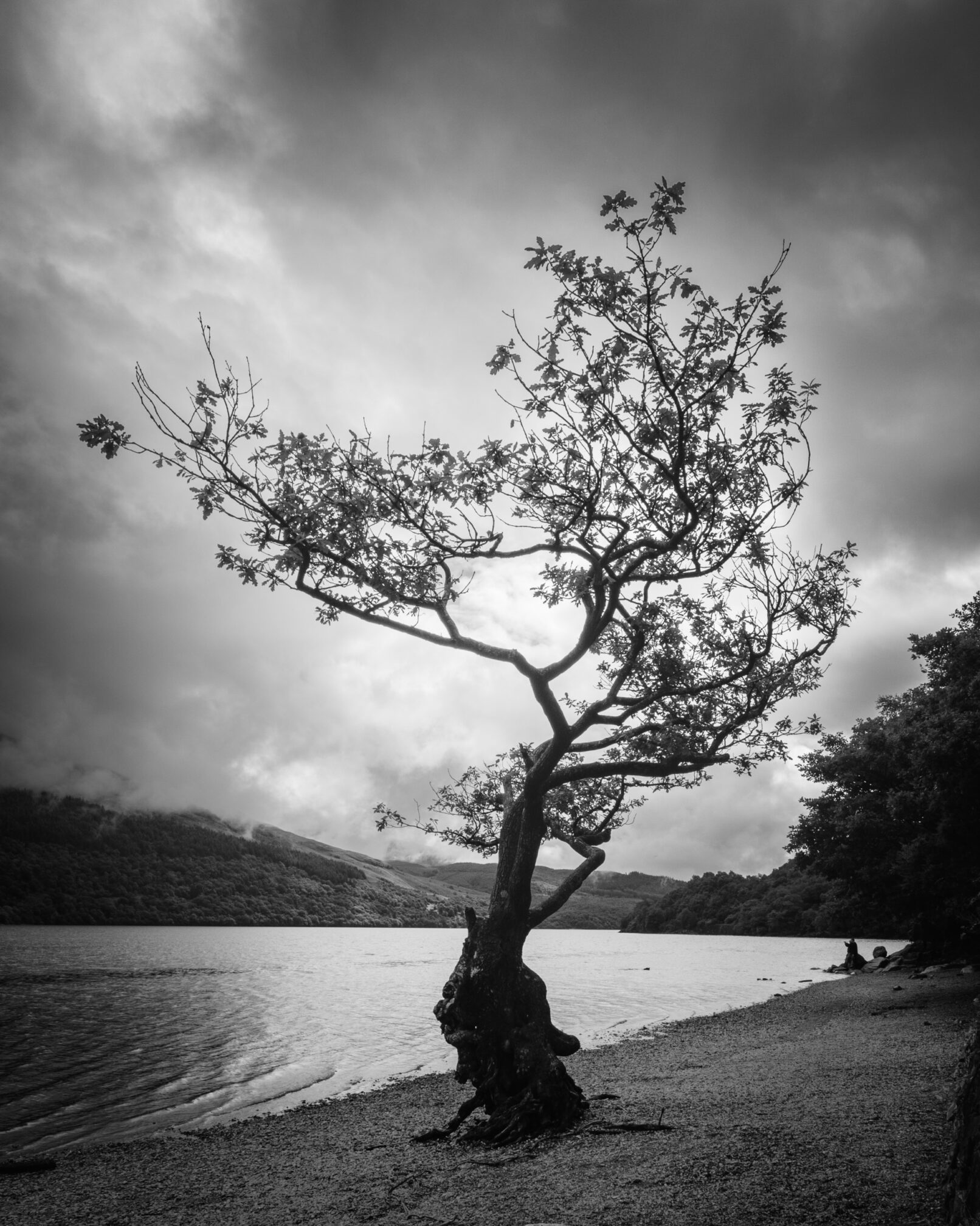 Tree, Loch Lomond, Scotland