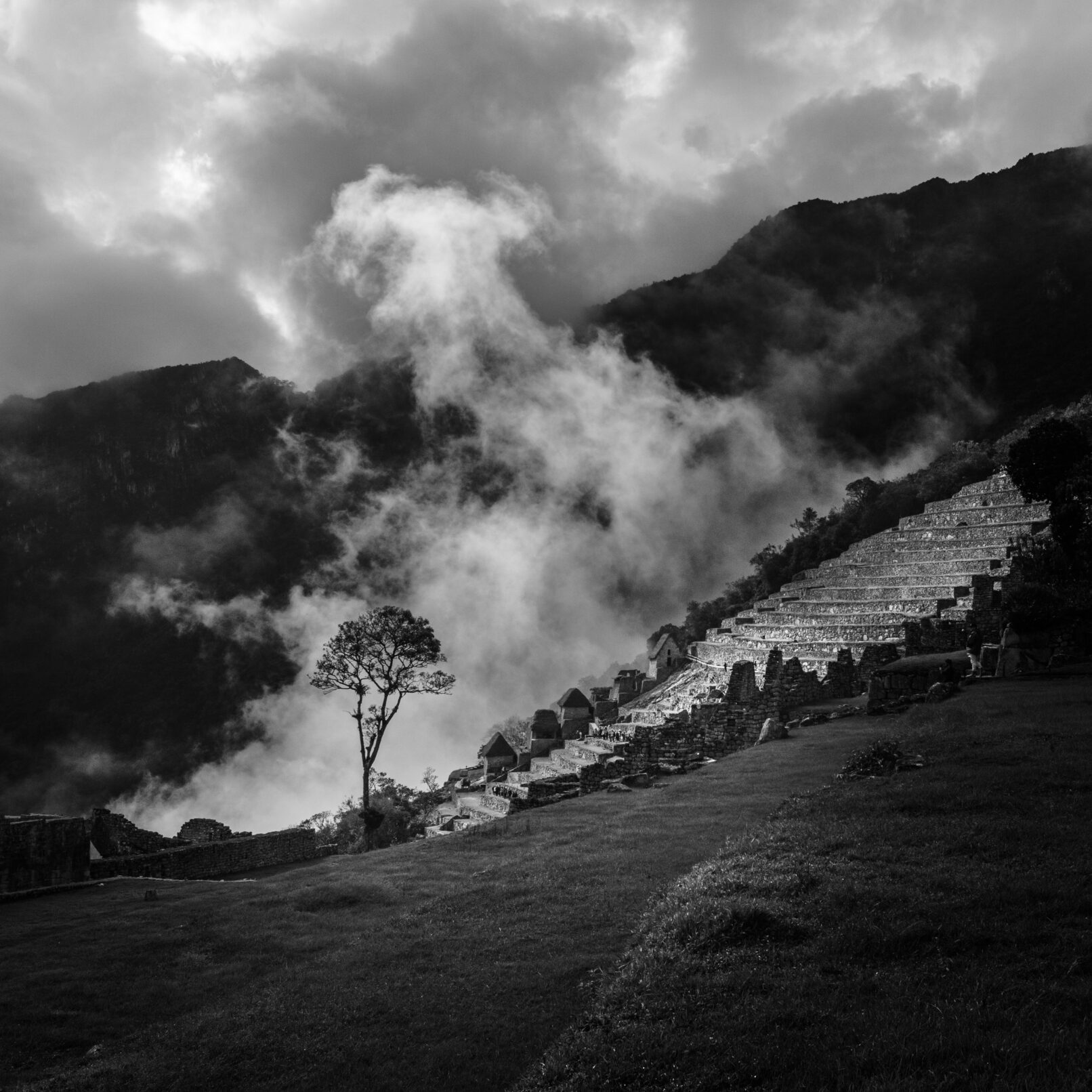 machu picchu tree and fog