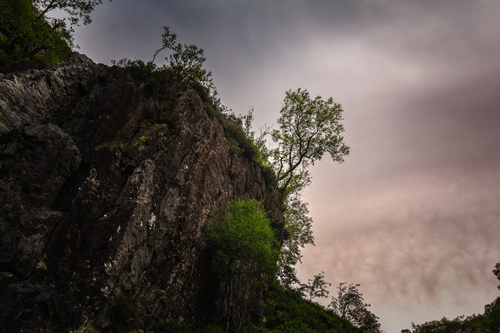 tree on cliff