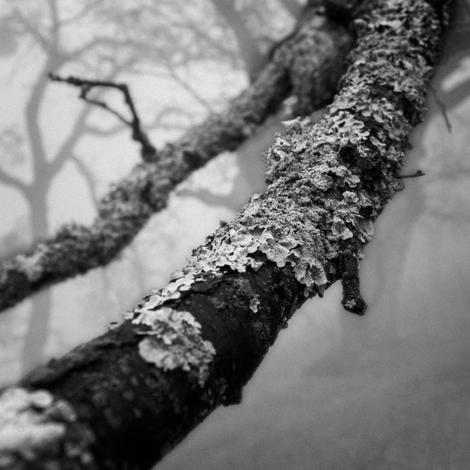 tree bark closeup