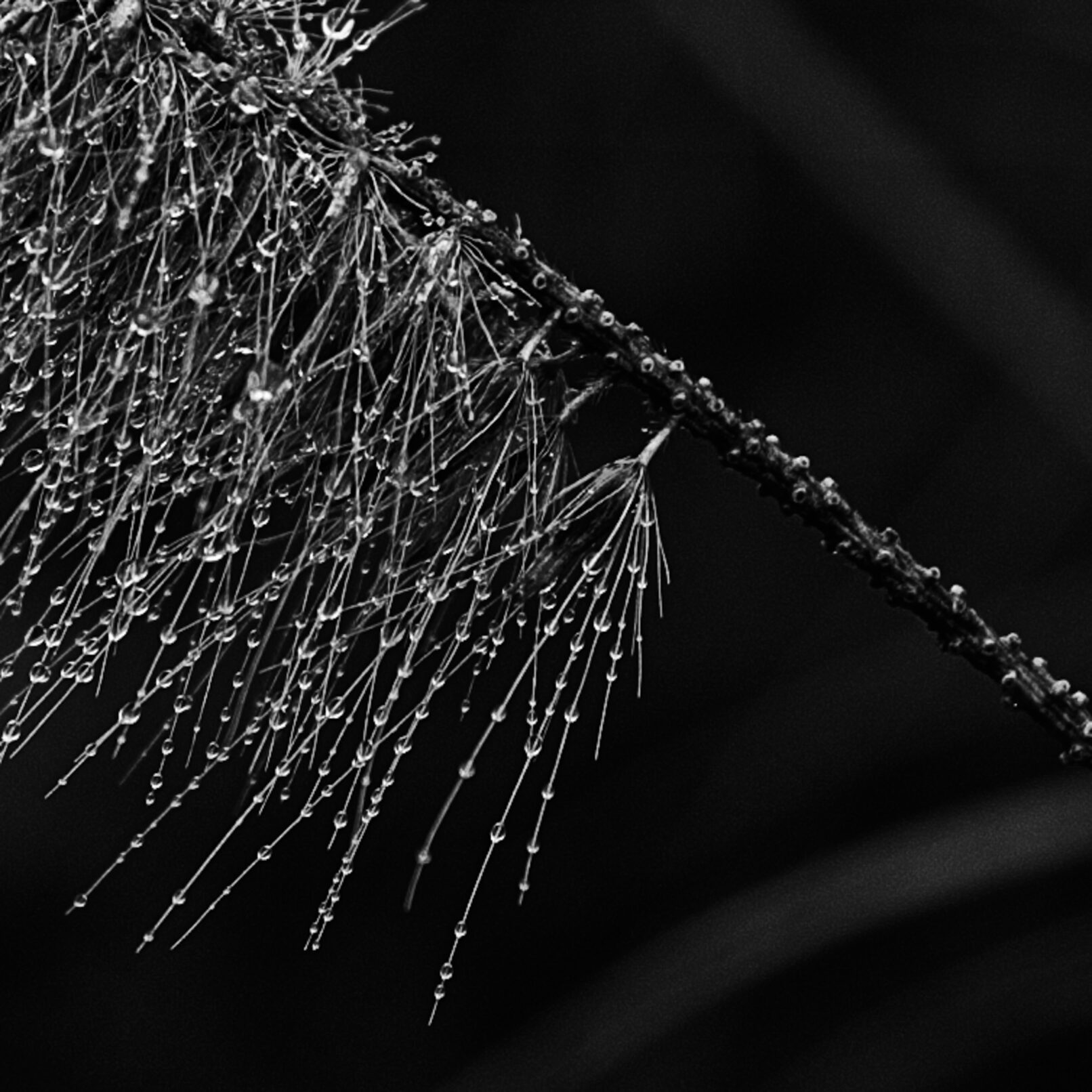 dewdrops on tree